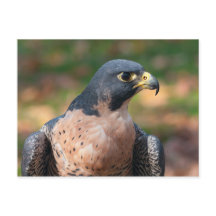 Peregrine Falcon Profil