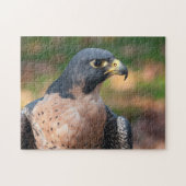 Peregrine Falcon Profil Puzzle (Horizontal)