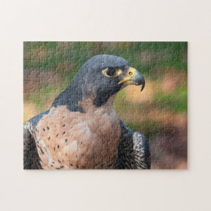 Peregrine Falcon Profil Puzzle