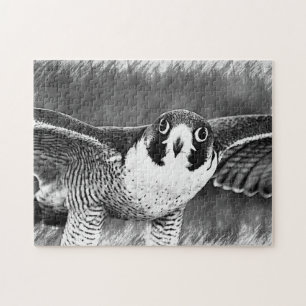 Peregrine Falcon Puzzle