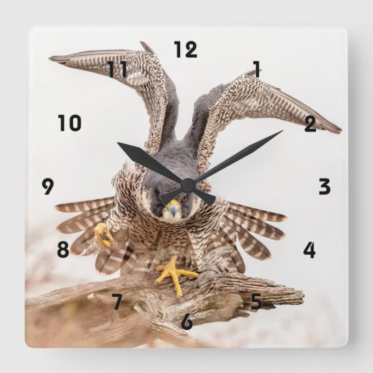 Peregrine Falcon Quadratische Wanduhr (Vorderseite)