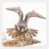 Peregrine Falcon Quadratischer Aufkleber (Vorderseite)