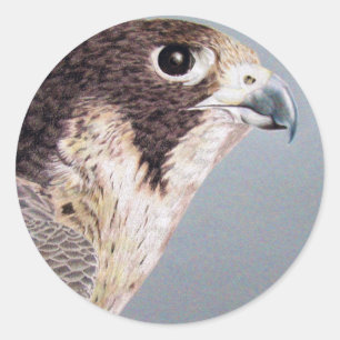 Peregrine Falcon Runder Aufkleber