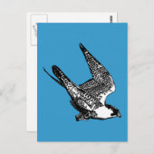 Peregrine Falcon Sketch Postkarte (Vorne/Hinten)