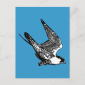 Peregrine Falcon Sketch Postkarte (Vorderseite)