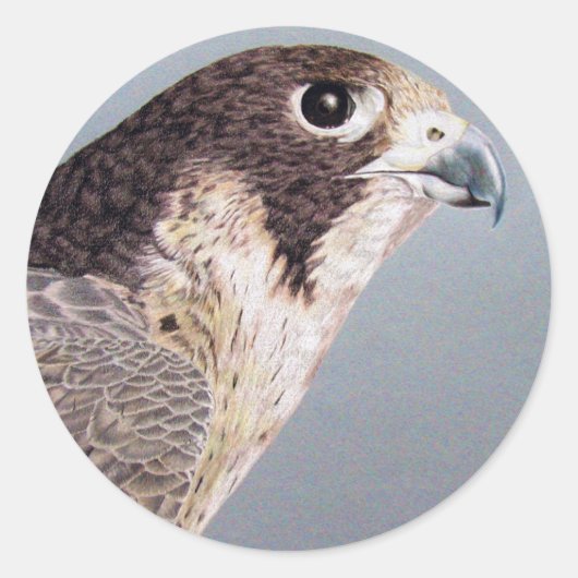 Peregrine Falcon Sticker (Vorderseite)