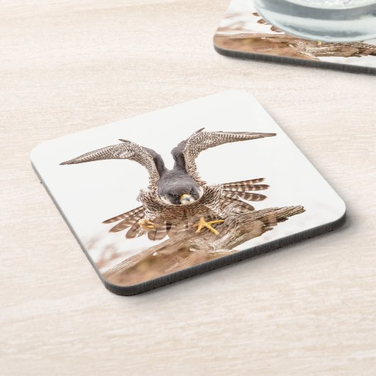 Peregrine Falcon Untersetzer (Linke Seite)