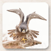 Peregrine Falcon Untersetzer (Vorderseite)