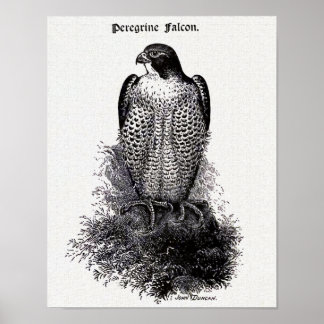 Peregrine Falcon Vintag Bird Illustration Poster