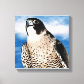 Peregrine Falcon Wrapped Canvas Print Leinwanddruck (Vorderseite)