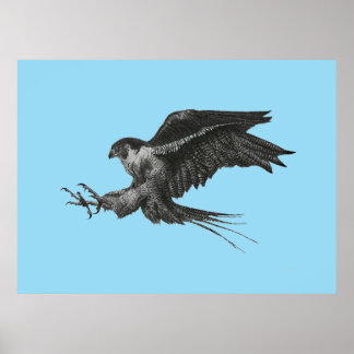 Peregrine Falcon Zeichnend auf Leinwand Poster