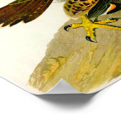 Peregrine Falcons John James Audubon 1838 Poster (Ecke)