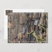 Peregrine Falcons On The Rocks Postkarte (Vorne/Hinten)