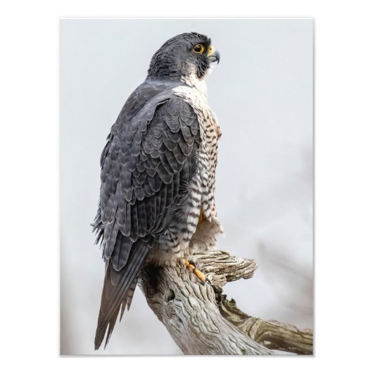 Peregrine Falcons Perched Fotodruck (Vorne)