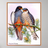 Peregrine Falcons Poster (Vorne)