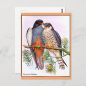 Peregrine Falcons Postkarte (Vorne/Hinten)