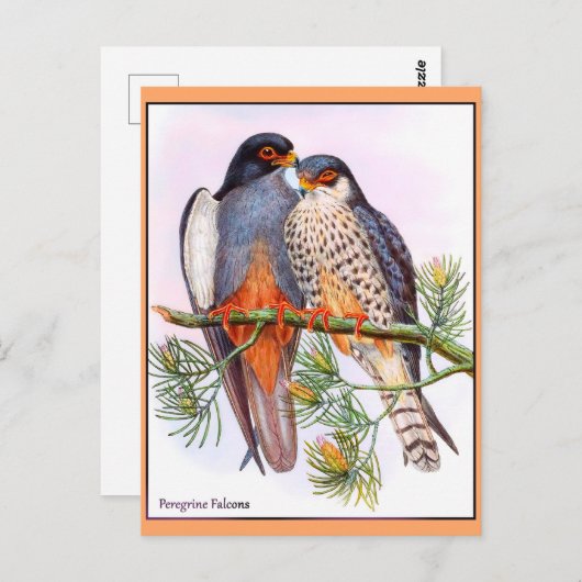 Peregrine Falcons Postkarte (Vorne/Hinten)