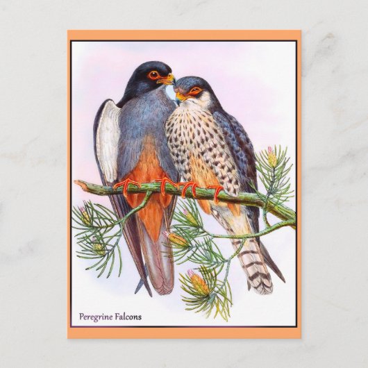 Peregrine Falcons Postkarte (Vorderseite)