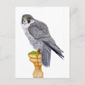 Peregrine Falken auf Blockpostkarte Postkarte (Vorderseite)
