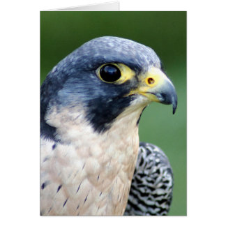 Peregrine Falken Face Foto