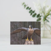 Peregrine Osprey Postkarte (Stehend Vorderseite)
