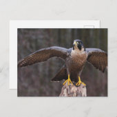 Peregrine Osprey Postkarte (Vorne/Hinten)