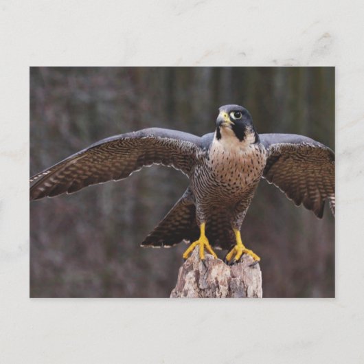Peregrine Osprey Postkarte (Vorderseite)