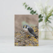 Peregrine Postkarte (Stehend Vorderseite)