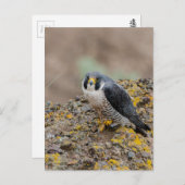 Peregrine Postkarte (Vorne/Hinten)