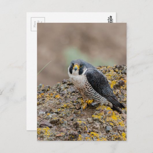 Peregrine Postkarte (Vorne/Hinten)