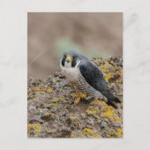 Peregrine Postkarte (Vorderseite)