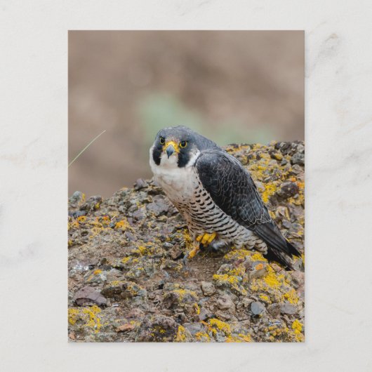 Peregrine Postkarte (Vorderseite)