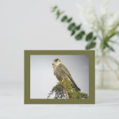 Peregrine Postkarte (Stehend Vorderseite)