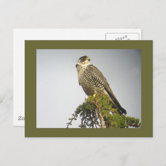 Peregrine Postkarte (Vorne/Hinten)