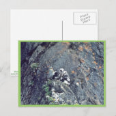 Peregrine Postkarte (Vorne/Hinten)