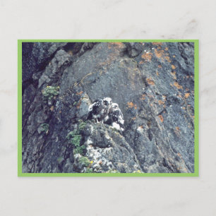 Peregrine Postkarte