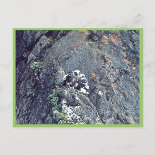 Peregrine Postkarte (Vorderseite)