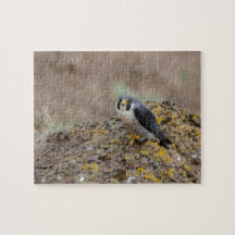 Peregrine