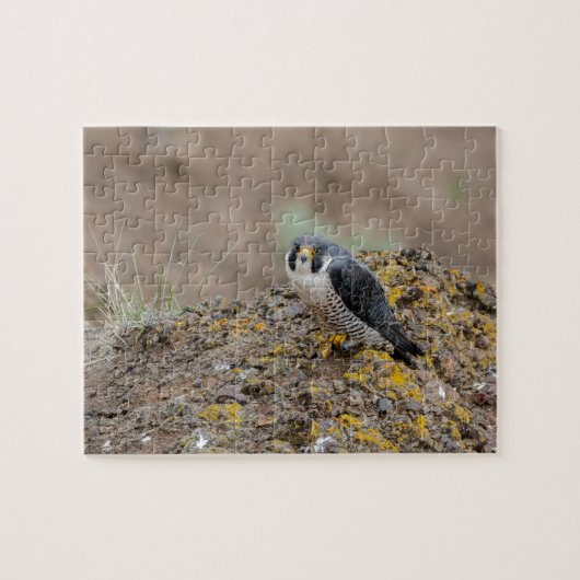 Peregrine Puzzle (Horizontal)