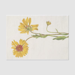 Perennial Gaillardia von Mary Vaux Walcott Seidenpapier