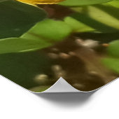 Perennial Peanut Pflanze Big Island Hawaii Poster (Ecke)