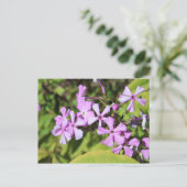 Perennial Phlox # 1 Postkarte (Stehend Vorderseite)