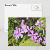 Perennial Phlox # 1 Postkarte (Vorne/Hinten)