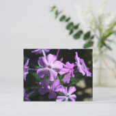 Perennial Phlox # 2 Postkarte (Stehend Vorderseite)