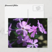 Perennial Phlox # 2 Postkarte (Vorne/Hinten)