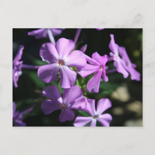 Perennial Phlox # 2 Postkarte