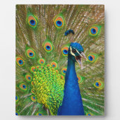 Perfect Peacock Plumage Fotoplatte (Vorderseite)