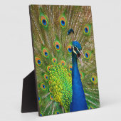 Perfect Peacock Plumage Fotoplatte (Seite)