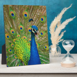 Perfect Peacock Plumage Fotoplatte