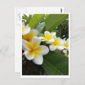 Perfect Plumeria Postkarte (Vorne/Hinten)